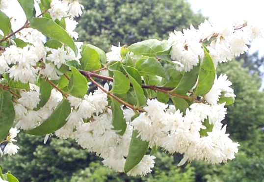 White frothy flowers