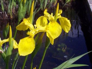 Yellow Iris