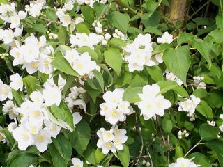 Highly scented white