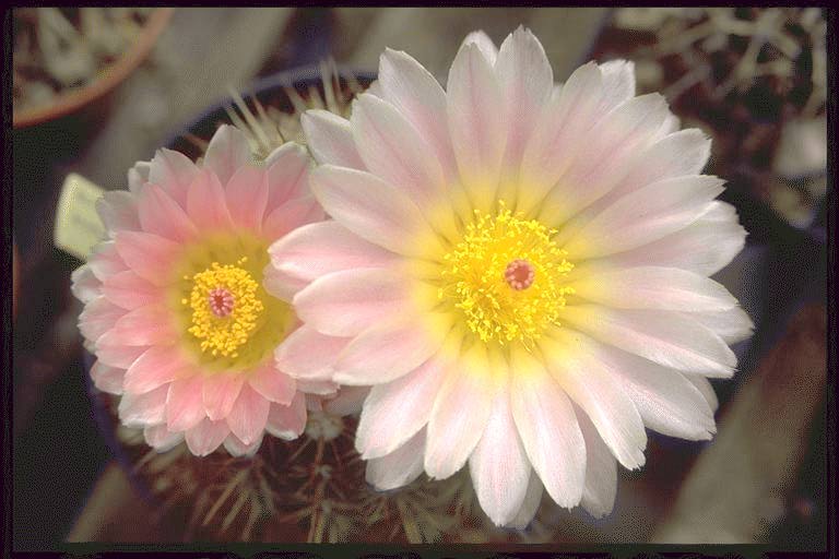 Notocactus roseoluteus